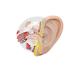 Mock ear with eardrum and auditory tube on a white background, isolate. The concept of diseases in otolaryngology, sound photo