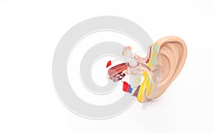 Mock ear of a man on a white background. The concept of diseases of the outer and middle ear, otitis media. Copy space,