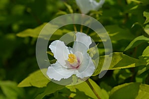 Mock orange Belle Etoile