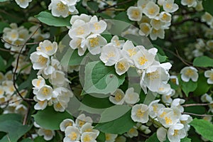 Mock Orange Blooms. Beautiful flowering shrub. Summer