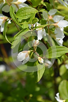 Mock orange Dame Blanche