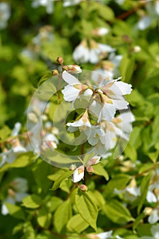 Mock orange Dame Blanche