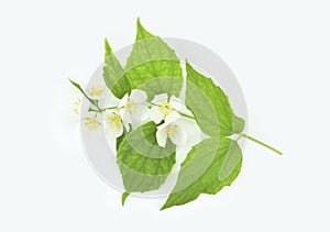 Mock-orange flowers with leaves isolated on a white background