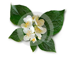 Mock-orange Philadelphus