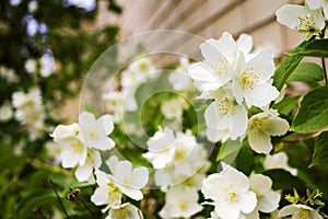 Mock orange tree - Philadelphus - flower blossoms in summer