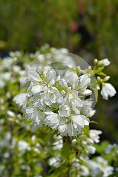 Mock orange Virginal