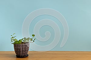 Mock up banner with copy space trending flower Hedera helix on blue background. Summer indoor plants and urban jungle