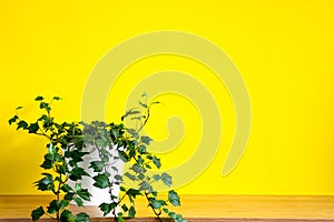 Mock up banner with copy space trending flower Hedera helix on bright yellow background. Summer indoor plants and urban