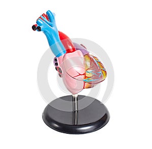 Mock up of a human organ heart on a white background, isolate. Anatomical structure and physiology of the heart, right and left