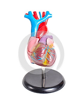 Mock up of a human organ heart on a white background, isolate. Anatomical structure and physiology of the heart, right and left