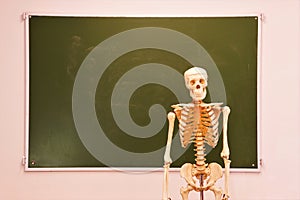 A mock-up of a human skeleton on the background of a blackboard on the wall in a classroom for teaching.