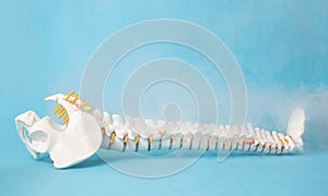 Mock up of a human spine on a blue background and steam from low temperatures. Cold spine treatment concept, ozone photo