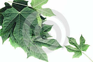 Mock up paper white background with a green chaya leaves or Mexican spinach of the tropical plants design for greeting card. Creat