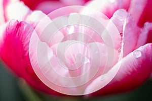 Mock up pink tulip flower with water drops,macro photo.One flower head in green field after rain,close up