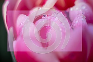 Mock up pink tulip flower with water drops,macro photo.One flower head in green field after rain,close up