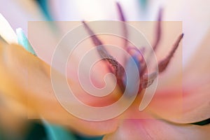 Mock up pink tulip flower with water drops,macro photo.One flower head in green field after rain,close up.