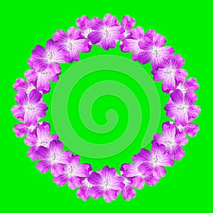 Mock up round floral frame from flowers of wild geranium isolated on green background