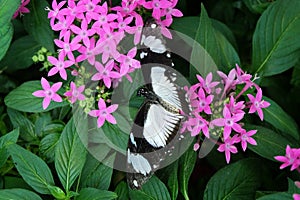 Mocker Swallowtail butterfly Papilio dardanus