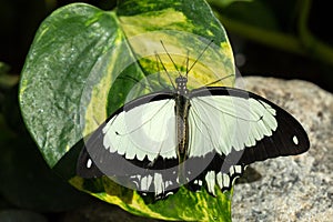 Mocker Swallowtail Papilio dardanus  butterfly