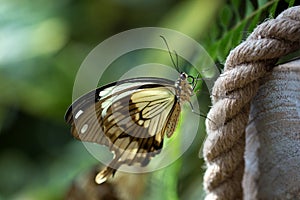 Mocker Swallowtail Papilio dardanus  butterfly