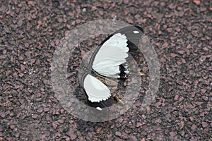 Mocker Swallowtail resting on the floor