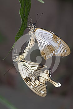 Mocker swallowtails mating.