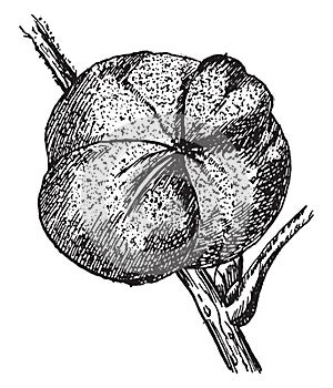 Mockernut Fruit vintage illustration