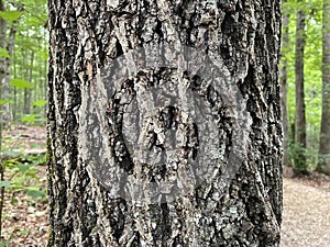 Tree Identification. Tree Bark. Mockernut Hickory. Carya Tomentosa