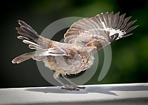 Mocking bird fledgling. photo