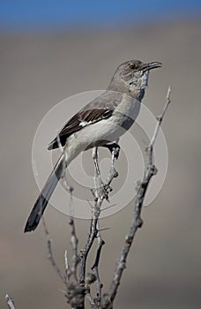 Mocking Bird sitting on Branch Singing