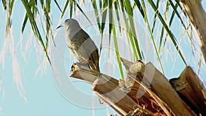 Mocking Bird sitting on Remnants of Palm Tree Branch