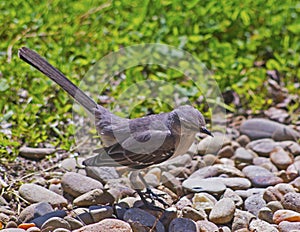 Mocking bird standing in rocks.