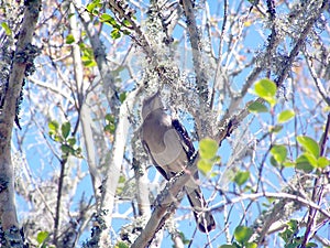 Mocking Bird On a Tree Limb