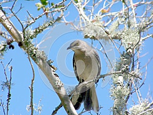 Mocking Bird On a Tree Limb