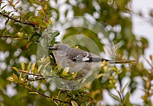 mocking bird in tree