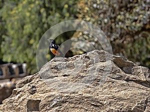 Mocking cliff chat, Thamnolaea cinnamomeiventris, on historical landmarks, Axum, Ethiopia photo