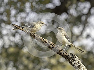 Mockingbird Adult & Fledgling
