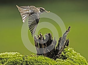 A Mockingbird in the air flying with a green background.