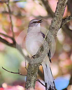 Mockingbird with an attitude photo