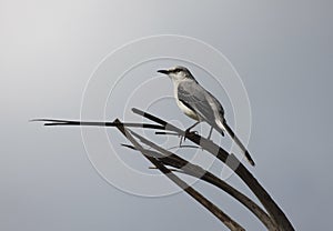 Mockingbird bird photo