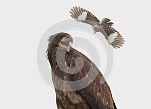 Mockingbird body slamming young Bald Eagle