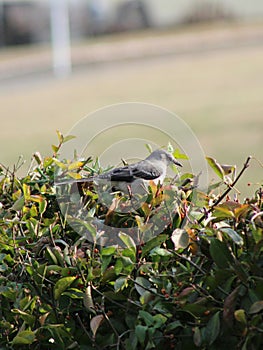 Mockingbird in the bush