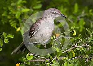 Mockingbird in granjeno