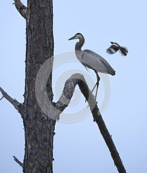 Mockingbird Harasses Great Blue Heron