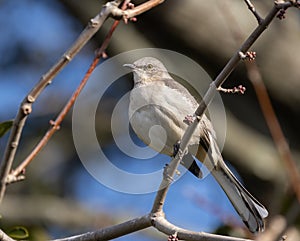 Mockingbird ird perched on branch with leaves and buds
