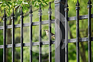 Mockingbird and iron fence photo