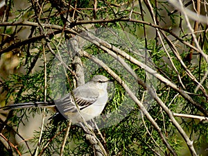 Mockingbird perched in cedar branches