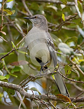 Mockingbird Perched On a trre branch