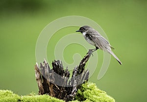 A Mockingbird perches on a wooden stump with a green background.