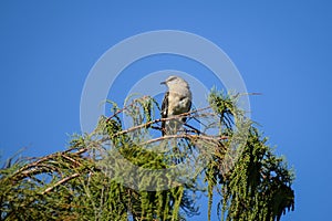 mockingbird singing on a tree in the swamp